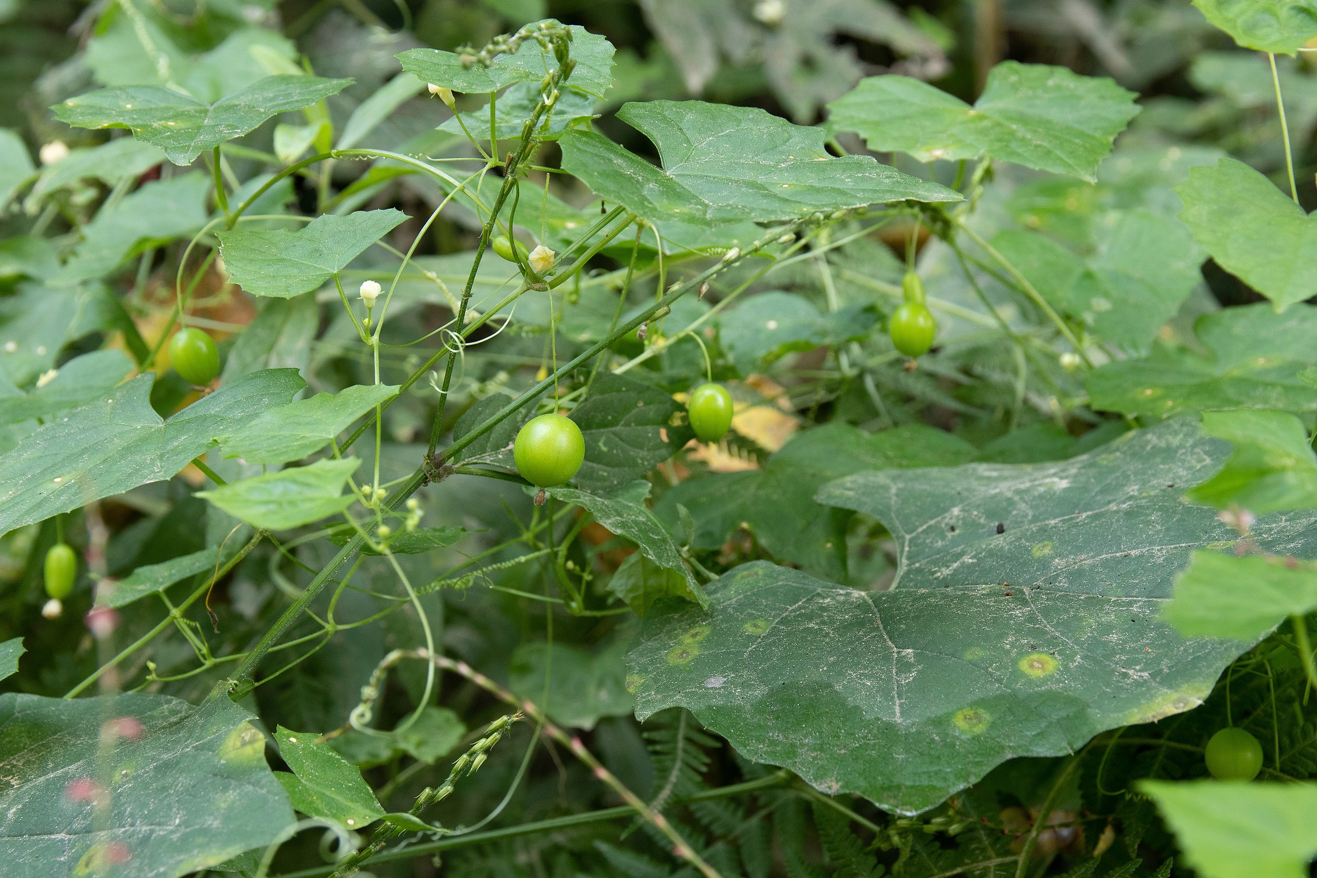 Zehneria japonica